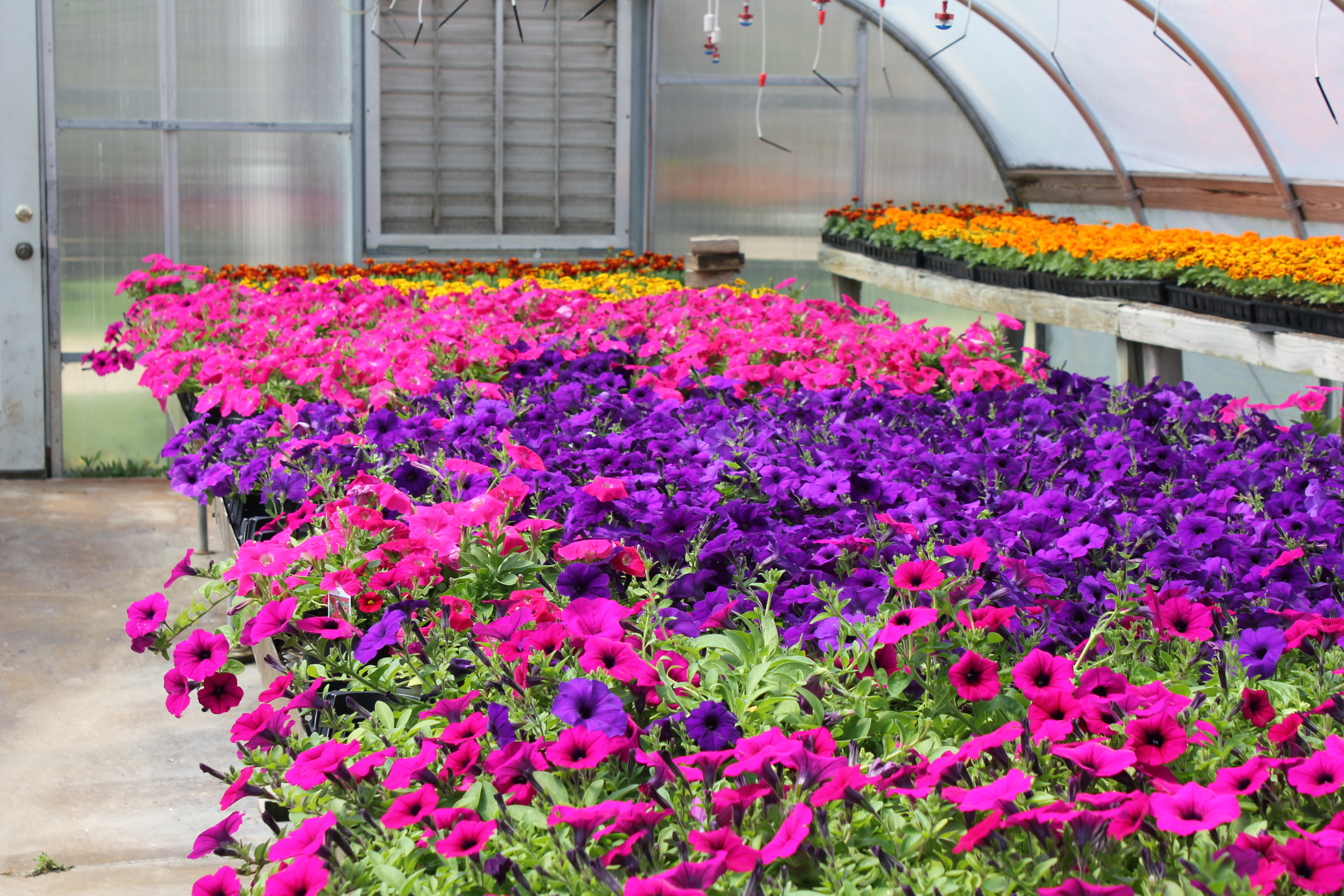 spring greenhouse